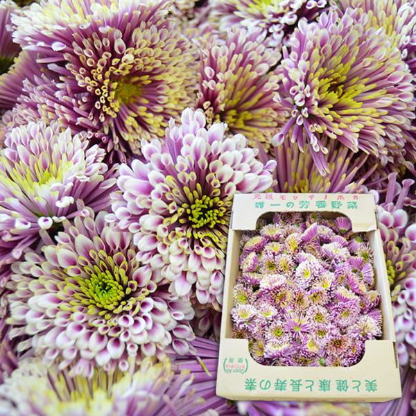 【数量限定】山形の食用菊約1kg(長寿)