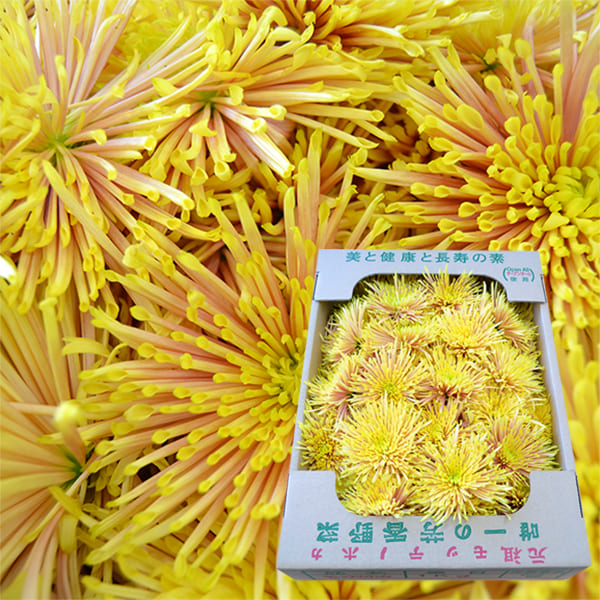 山形の食用菊約1kg(黄金色)