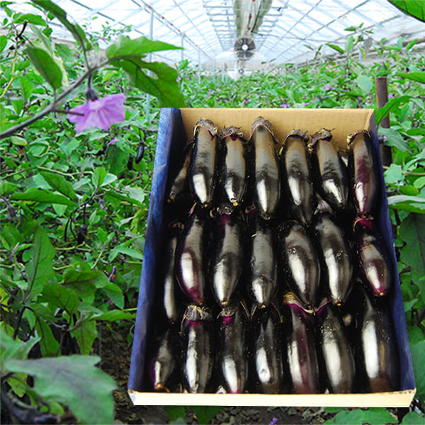 朝採り小なす1kg(3Sサイズ)[浅漬けの素付き][箱入]