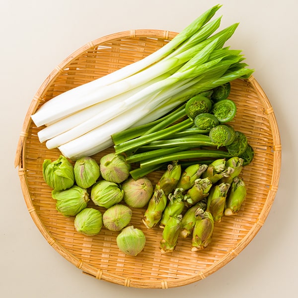 ＜2026年1月頃〜販売開始予定＞《早出し》庄内山菜セット4種(こごみ・ふきのとう・うるい・タラの芽)