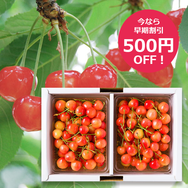 【早割500円OFF】予約受付中：6月中旬頃より発送予定|《訳あり》山形県産さくらんぼ佐藤錦1kgバラ詰(Mサイズ以上・双子果など)