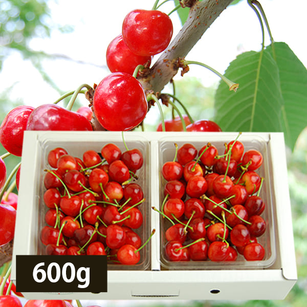 山形県産さくらんぼ紅秀峰600gバラ詰Lサイズ以上(300g×2)