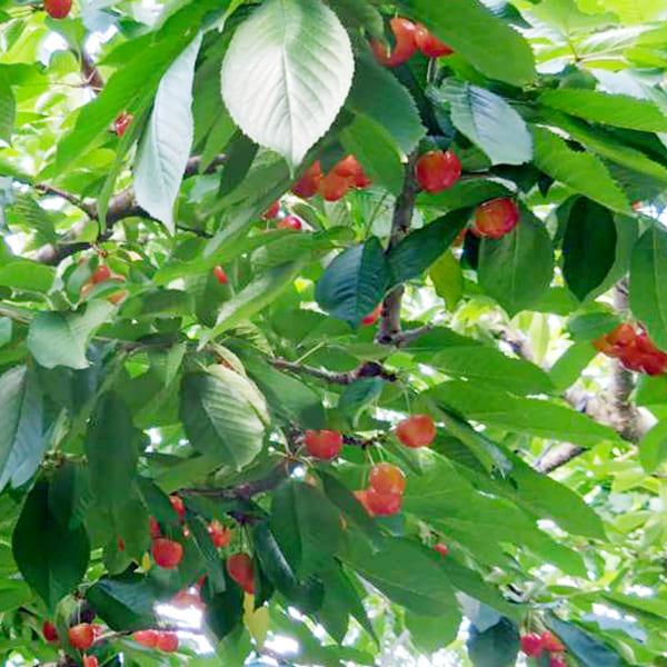 プレミアムさくらんぼ紅てまり1kgバラ詰Lサイズ以上(500g×2)