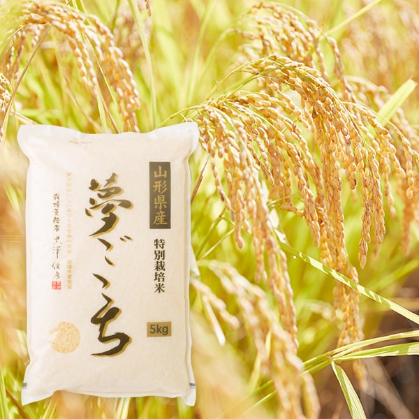 2025年10月頃〜予約開始予定|黒澤ファームのお米「夢ごこち」精米約5kg