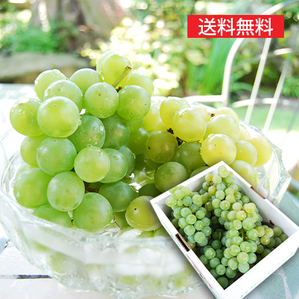 特選ぶどうナイアガラ約4kg 12 14房 特選ぶどうナイアガラ約4kg 12 14房