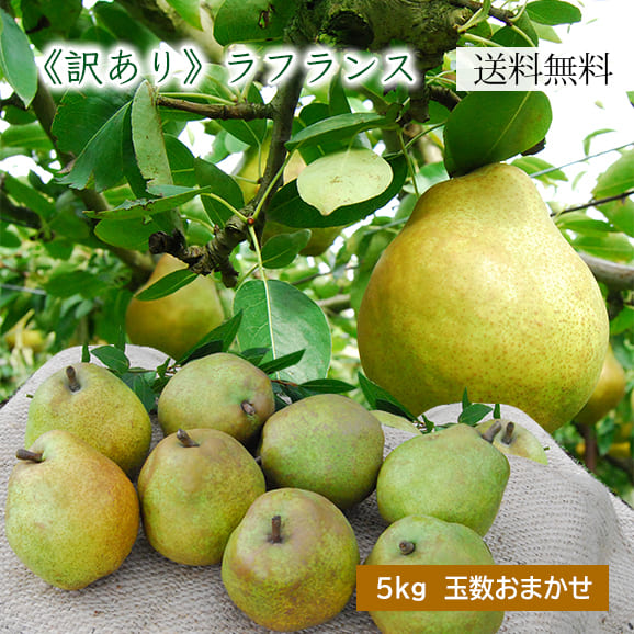 山形の 訳あり ラフランス5kg