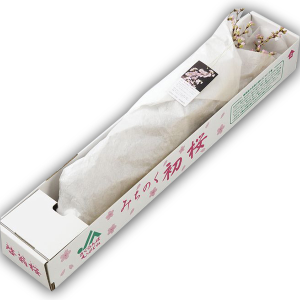 山形の啓翁桜(けいおうざくら)[80cm8本束]