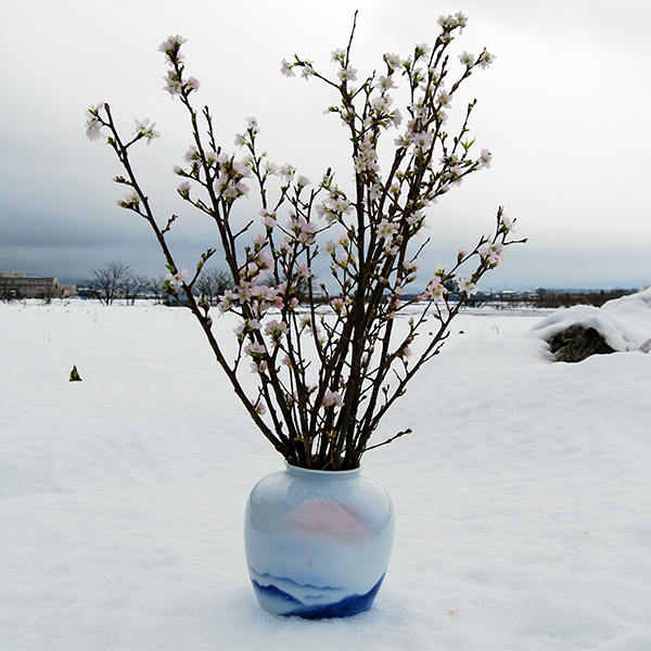 山形の啓翁桜(けいおうざくら)125cm[10本束]