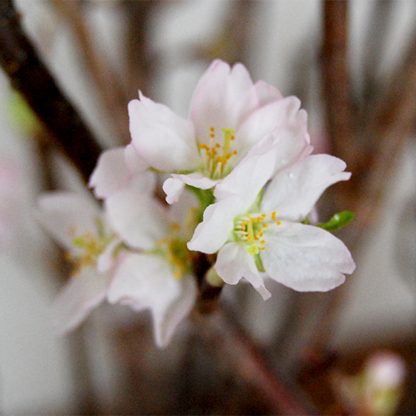 桜 楽天市場】サクラ 河津桜 2.5m 露地 苗木 : トオヤマグリーン