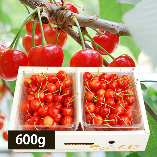 プレミアムさくらんぼ佐藤錦600gバラ詰Lサイズ以上(300g×2)