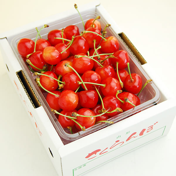 さくらんぼのワクワク収穫便 品種おまかせ500gバラ詰