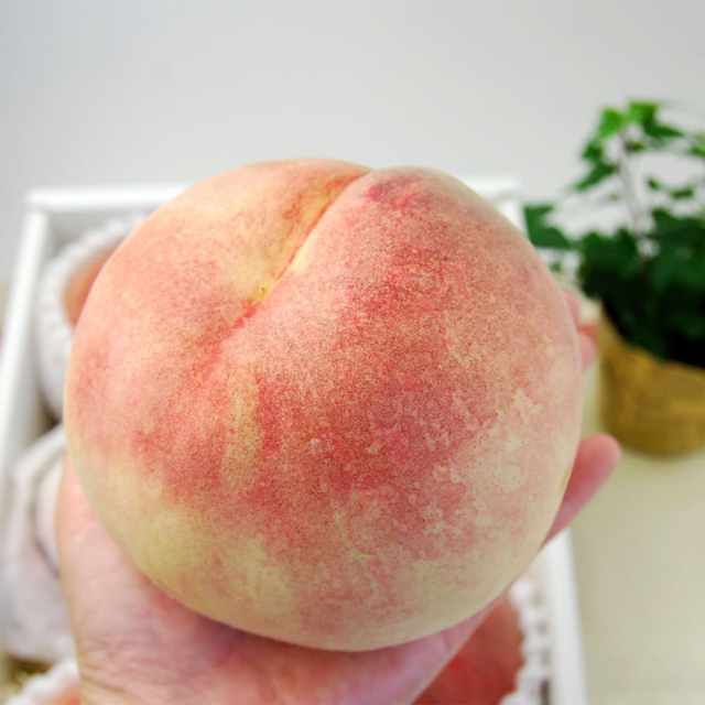 今年最後の桃！【西王母 10kg 約24-36個】 今年最後の桃🍑！【西王母 10kg 約24-36個】