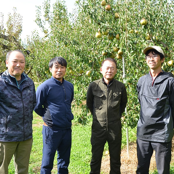 旬果》プレミアム洋梨ラフランス約1kg（5〜6L/3玉）[桐箱入]