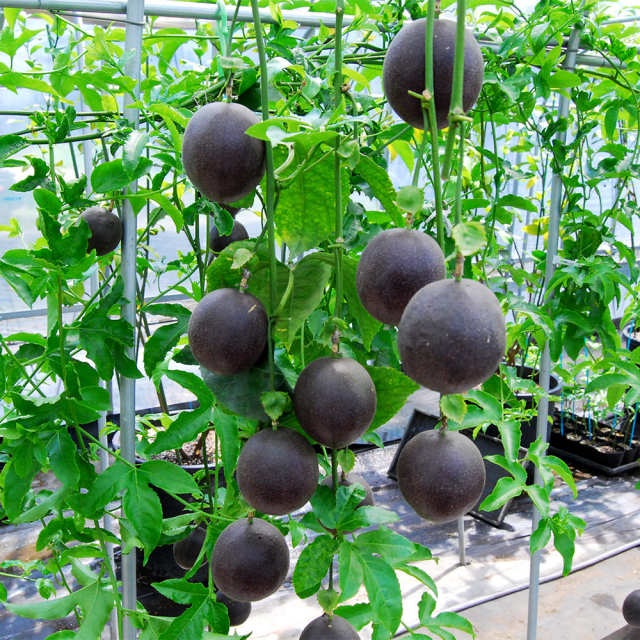 山形のパッションフルーツ苗セット 苗2本 栄養活性剤付き