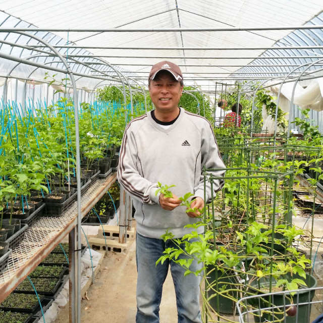 山形のパッションフルーツ大玉(5〜6玉)