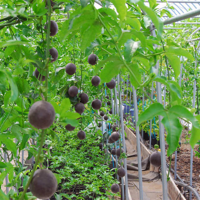 山形のパッションフルーツ大玉(5〜6玉)