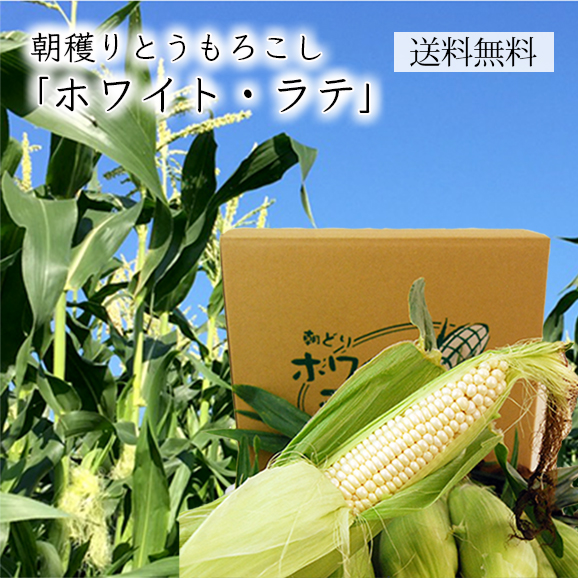 朝穫りとうもろこしホワイト ラテ 10 12本程度