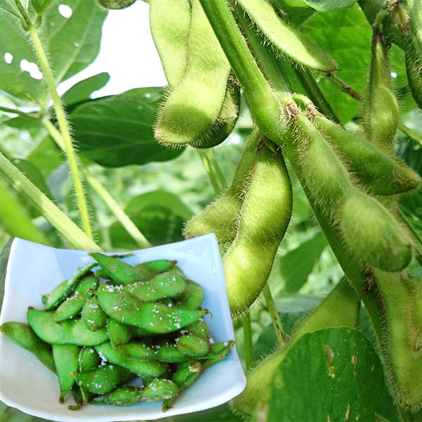 大友惣兵衛の茶豆(ちゃまめ)約1kg(500g×2袋)