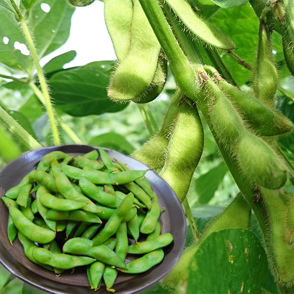 大友惣兵衛の秘伝豆(ひでんまめ)約1kg(500g×2袋)