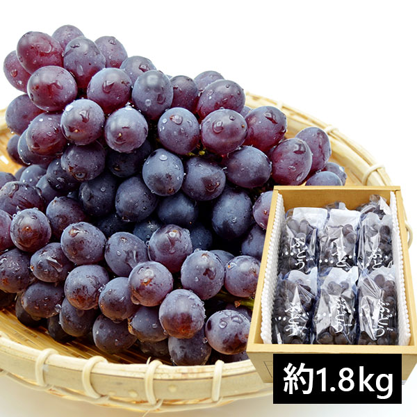 予約受付中：7月下旬頃より発送予定|松田さんのぶどうキングデラウェア約1.8kg(5〜10房程度)