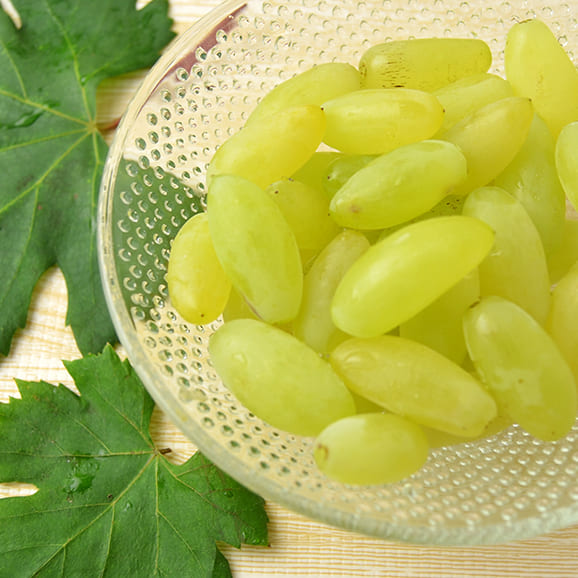 松田さんのぶどうピッテロビアンコ約1.5kg(3房前後)