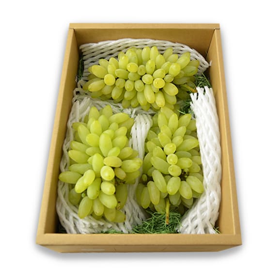 松田さんのぶどうピッテロビアンコ約1.5kg(3房前後)