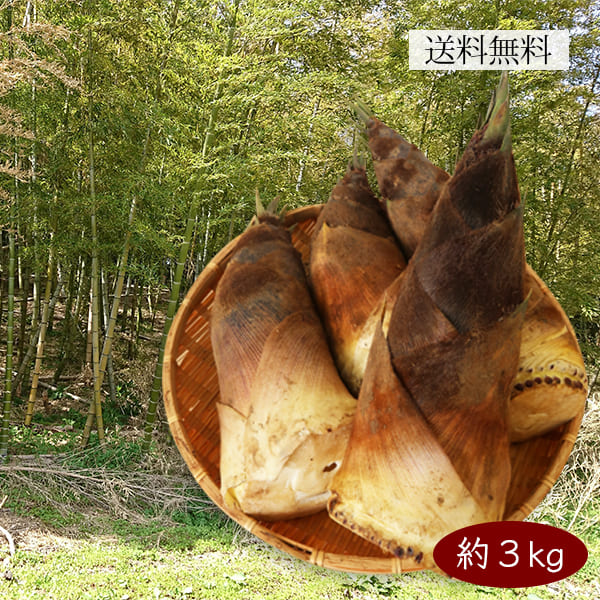 山形の朝堀りたけのこ 谷定孟宗 3kg