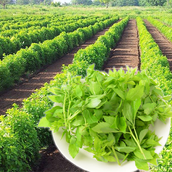 山採りウメモドキ。 山形の伝統野菜うこぎ菜新芽摘み400g