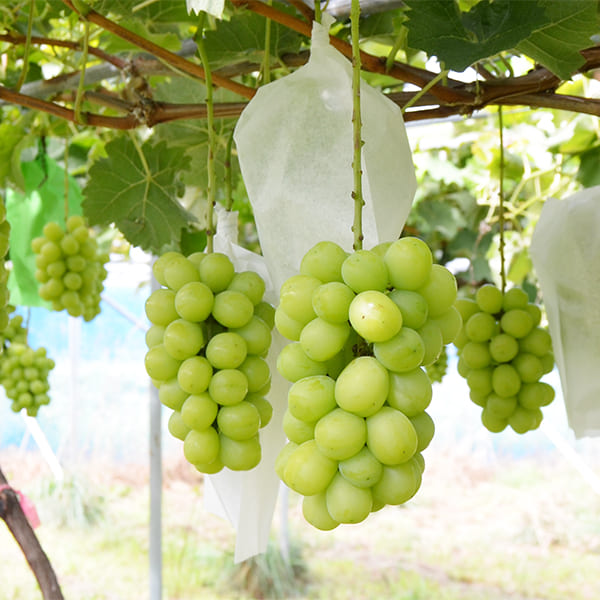 おらほぶんどのぶどう2房セット（シャインマスカット1房・紅