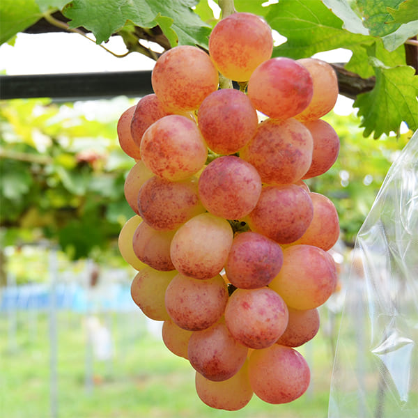 おらほぶんどのぶどう2房セット（シャインマスカット1房・紅