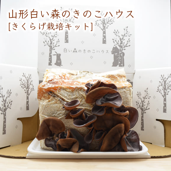 山形白い森のきのこハウス きくらげ栽培キット
