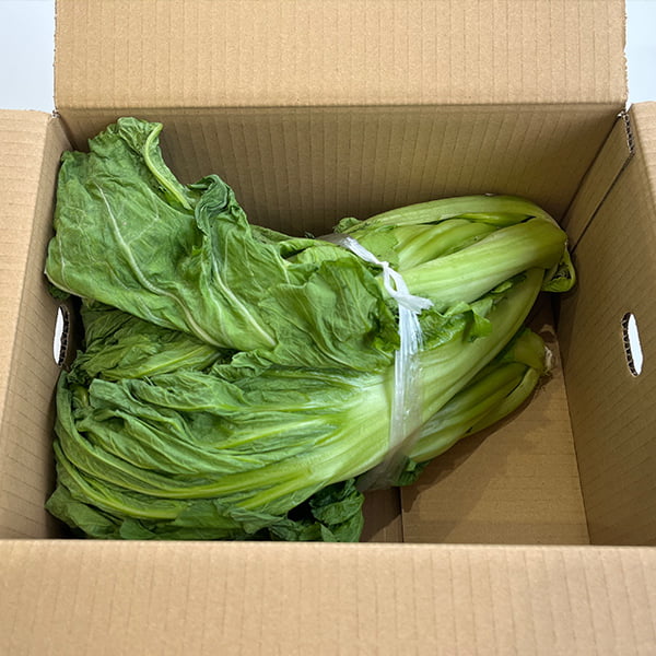 数量限定】山形の青菜(せいさい)約2kg