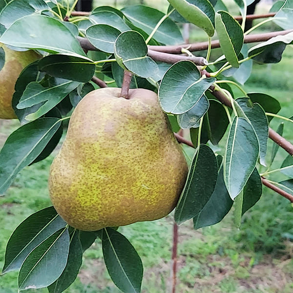 山形ラ・フランス[GI登録]約5kg(6L〜5L/12玉)