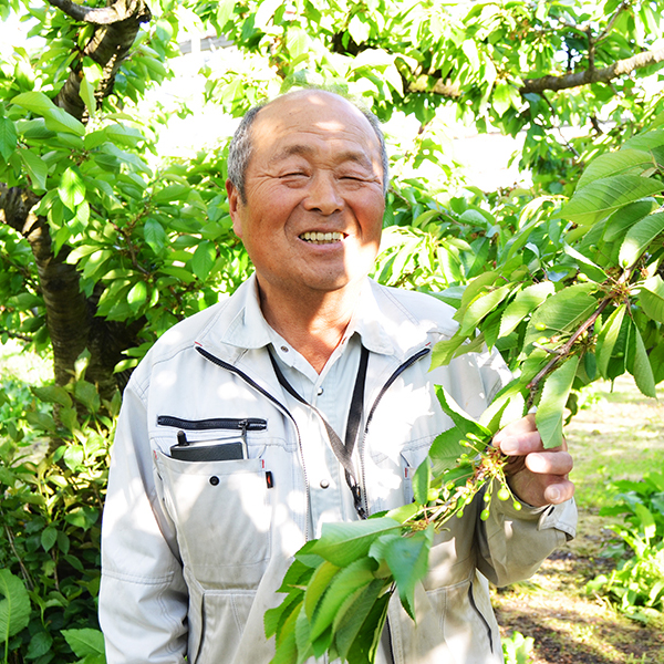 紅王500g バラ詰め 農園直売 赠答用 2L 以上 楽天市場】山形 さくらんぼ 紅王の通販
