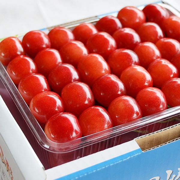 厳選さくらんぼ佐藤錦500g並び詰Lサイズ以上