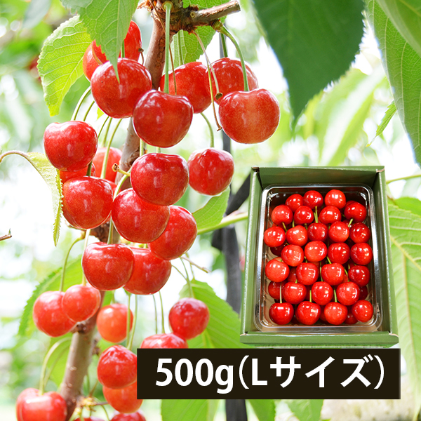 極旨さくらんぼ佐藤錦約500gきれい詰Lサイズ以上