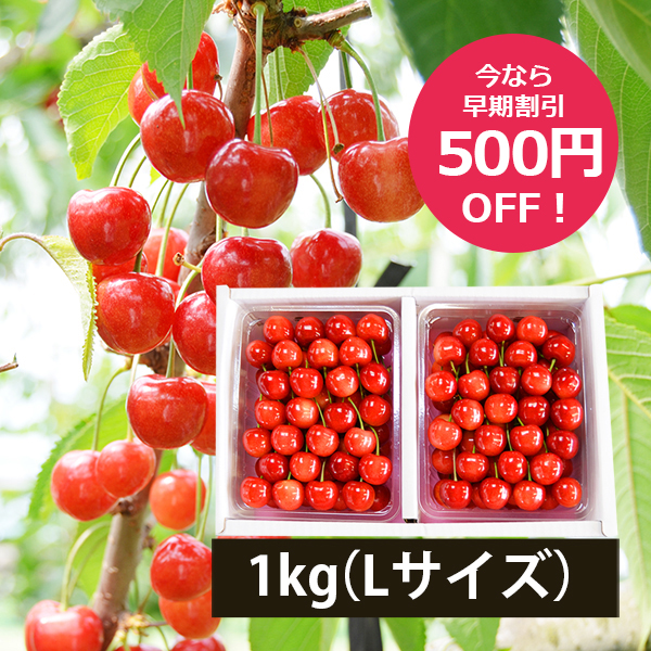 極旨さくらんぼ佐藤錦約1kgきれい詰Lサイズ以上(500g×2)