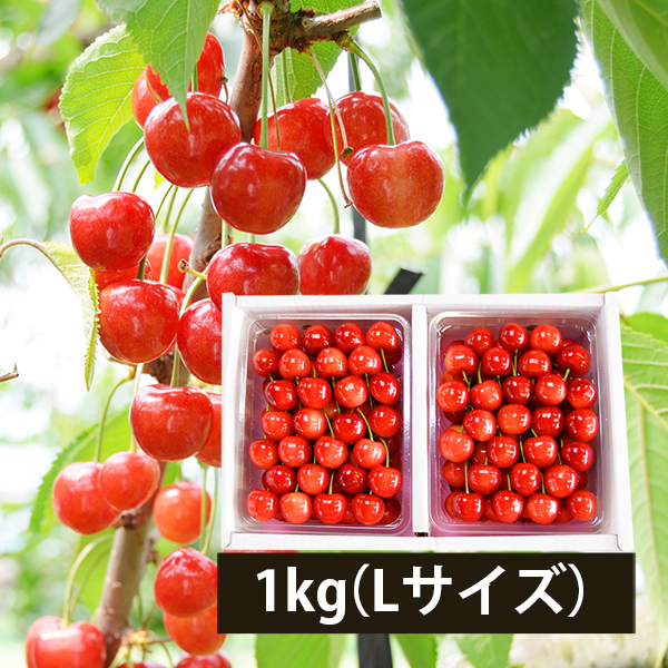 極旨さくらんぼ佐藤錦約1kgきれい詰Lサイズ以上(500g×2)