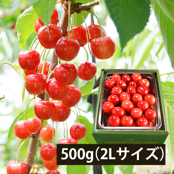 極旨さくらんぼ佐藤錦約500gきれい詰2Lサイズ以上