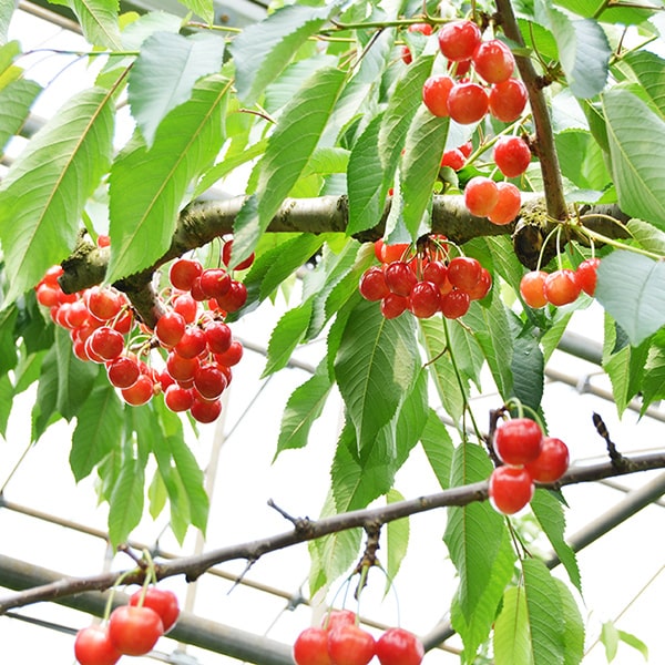 きれい詰め】極旨さくらんぼ紅秀峰 約500g 2Lサイズ以上