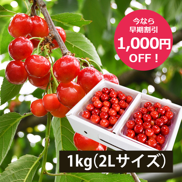 きれい詰め】極旨さくらんぼ紅秀峰 約1kg 2Lサイズ以上