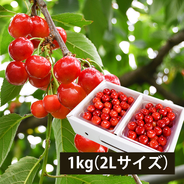 サクランボ(紅秀峰)1キロ2Lサイズ きれい詰め】極旨さくらんぼ紅秀峰 約1kg 2Lサイズ以上