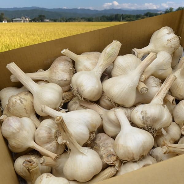 根・土つき》山形の生にんにく約3kg