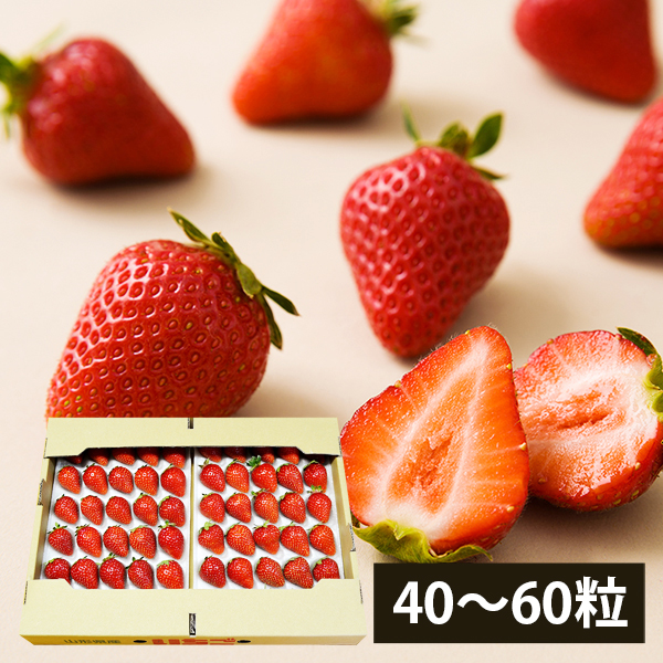 【2025年完売】2026年6月頃〜予約開始予定|夏いちごサマーティアラ(40粒〜60粒)