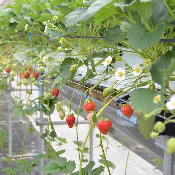 夏いちごサマーティアラ(40粒〜60粒)