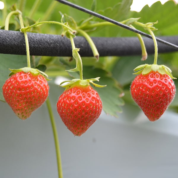 夏いちご すずあかね(40粒〜60粒)