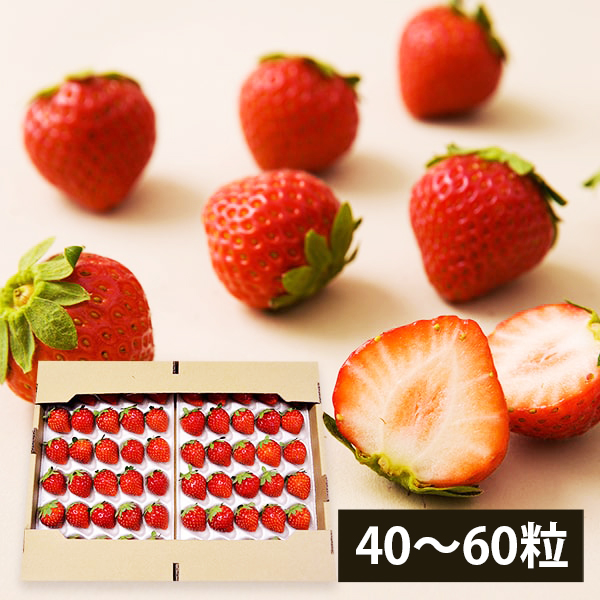 7月上旬頃より発送予定|夏いちごすずあかね(40粒〜60粒)