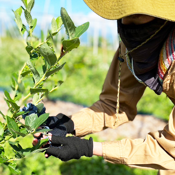 朝摘み生ブルーベリーガイアの雫500g(100g×5パック)