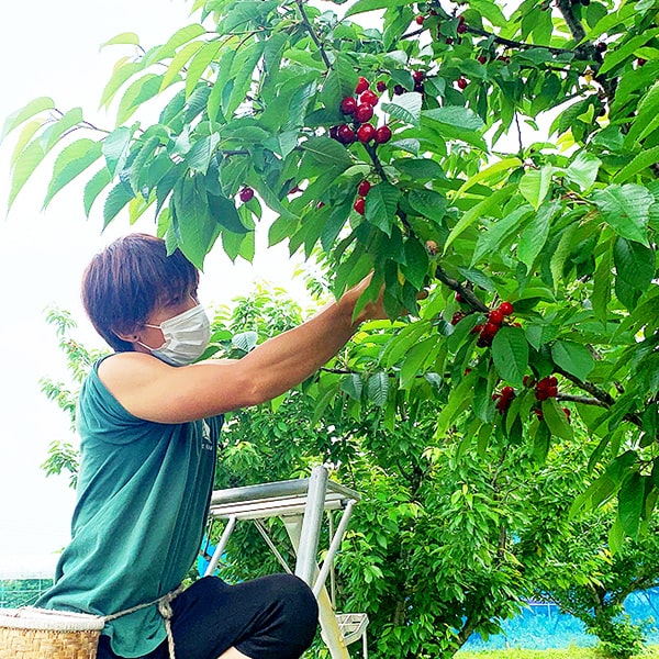 藤秀 特秀さくらんぼ佐藤錦[山形セレクション]600gバラ詰Lサイズ以上
