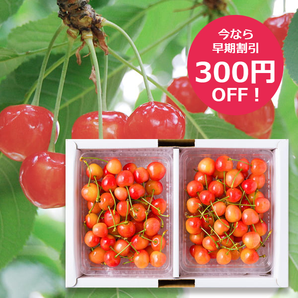 【早割300円OFF】予約受付中：6月中旬頃より発送予定|《訳あり》山形県産さくらんぼ佐藤錦600gバラ詰(Mサイズ以上・双子果など)